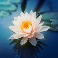 LotusFlower